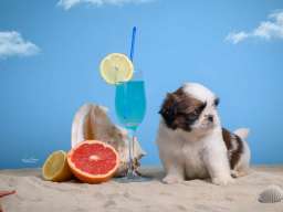 SHIH TZU štenci Kvalitetni 