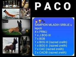 Belgijski ovčar MALINOA štenci
