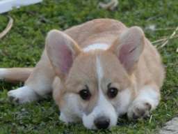 Vel&scaron;ki Welski Korgi Corgi Pembrok