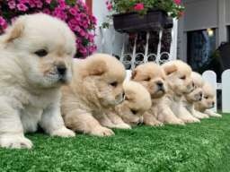 Chow Chow cau cau stenci