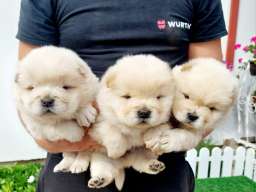 Chow Chow cau cau stenci