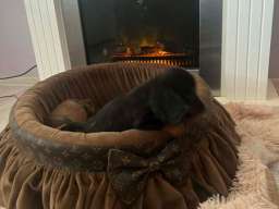 Dugodlaki patuljasti jazavičari