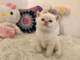 Skotski fold i straight mace