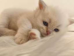 Skotski fold i straight mace