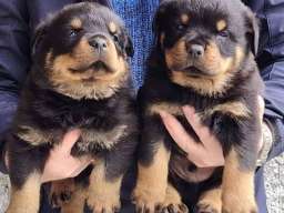 Rotvajler &scaron;tenci