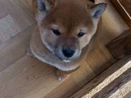 &Scaron;iba Inu &scaron;tenci