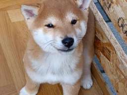 &Scaron;iba Inu &scaron;tenci