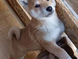 &Scaron;iba Inu &scaron;tenci