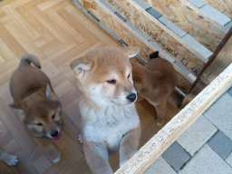 &Scaron;iba Inu &scaron;tenci