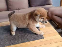 &Scaron;iba Inu &scaron;tenci