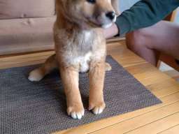 &Scaron;iba Inu &scaron;tenci