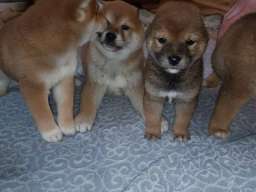 &Scaron;iba Inu &scaron;tenci