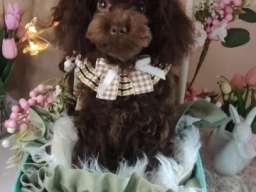 Toj pudle braon, ženke