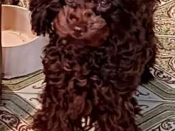 Toj pudle braon, ženke