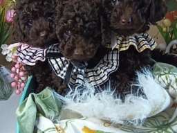 Toj pudle braon, ženke