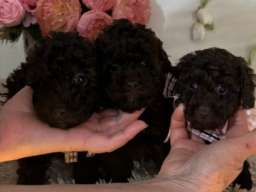 Toj pudle braon, ženke