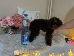 Toj pudle braon, ženke