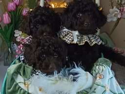 Toj pudle braon, ženke