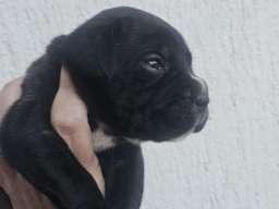 Cane Corso &scaron;tenci 