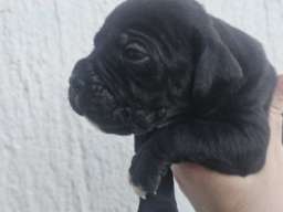 Cane Corso &scaron;tenci 