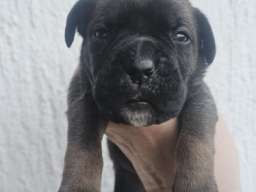Cane Corso &scaron;tenci 