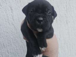 Cane Corso &scaron;tenci 