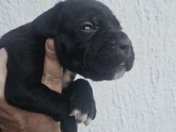 Cane Corso &scaron;tenci 