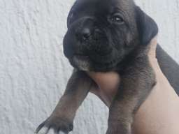 Cane Corso &scaron;tenci 