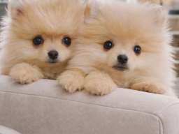 Pomeranac BOO &scaron;tenci