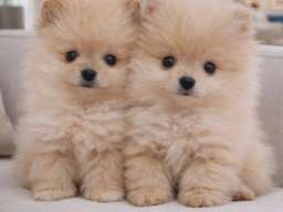 Pomeranac BOO &scaron;tenci