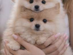 Pomeranac BOO &scaron;tenci