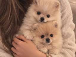 Pomeranac BOO &scaron;tenci