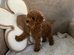 &Scaron;tene crvene pudle