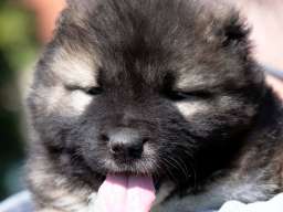 Kavkaski Ovčar štenci