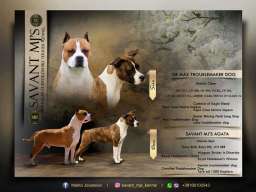 Američki Stafordski Terijer štenci