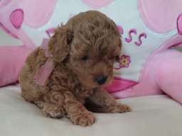 Toy Pudle prelepi stenci