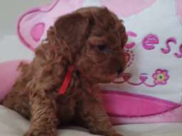 Toy Pudle prelepi stenci