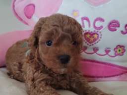 Toy Pudle prelepi stenci