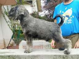 Štenci patuljastih šnaucera