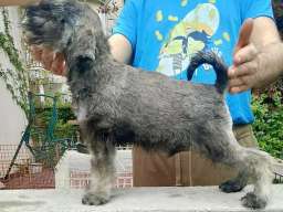 &Scaron;tenci patuljastih &scaron;naucera