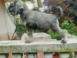 &Scaron;tenci patuljastih &scaron;naucera