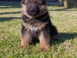 Nemački Ovčar prelepi štenci