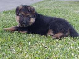 Nemački Ovčar prelepi &scaron;tenci