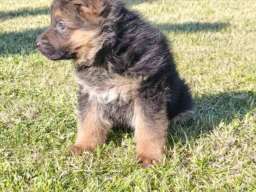 Nemački Ovčar prelepi &scaron;tenci