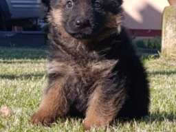 Nemački Ovčar prelepi &scaron;tenci