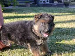 Nemački Ovčar prelepi &scaron;tenci