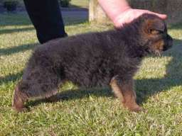 Nemački Ovčar prelepi &scaron;tenci