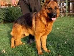 Nemački Ovčar prelepi &scaron;tenci