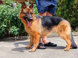 Nemački Ovčar prelepi &scaron;tenci