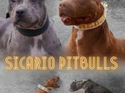 American pitbull terier 